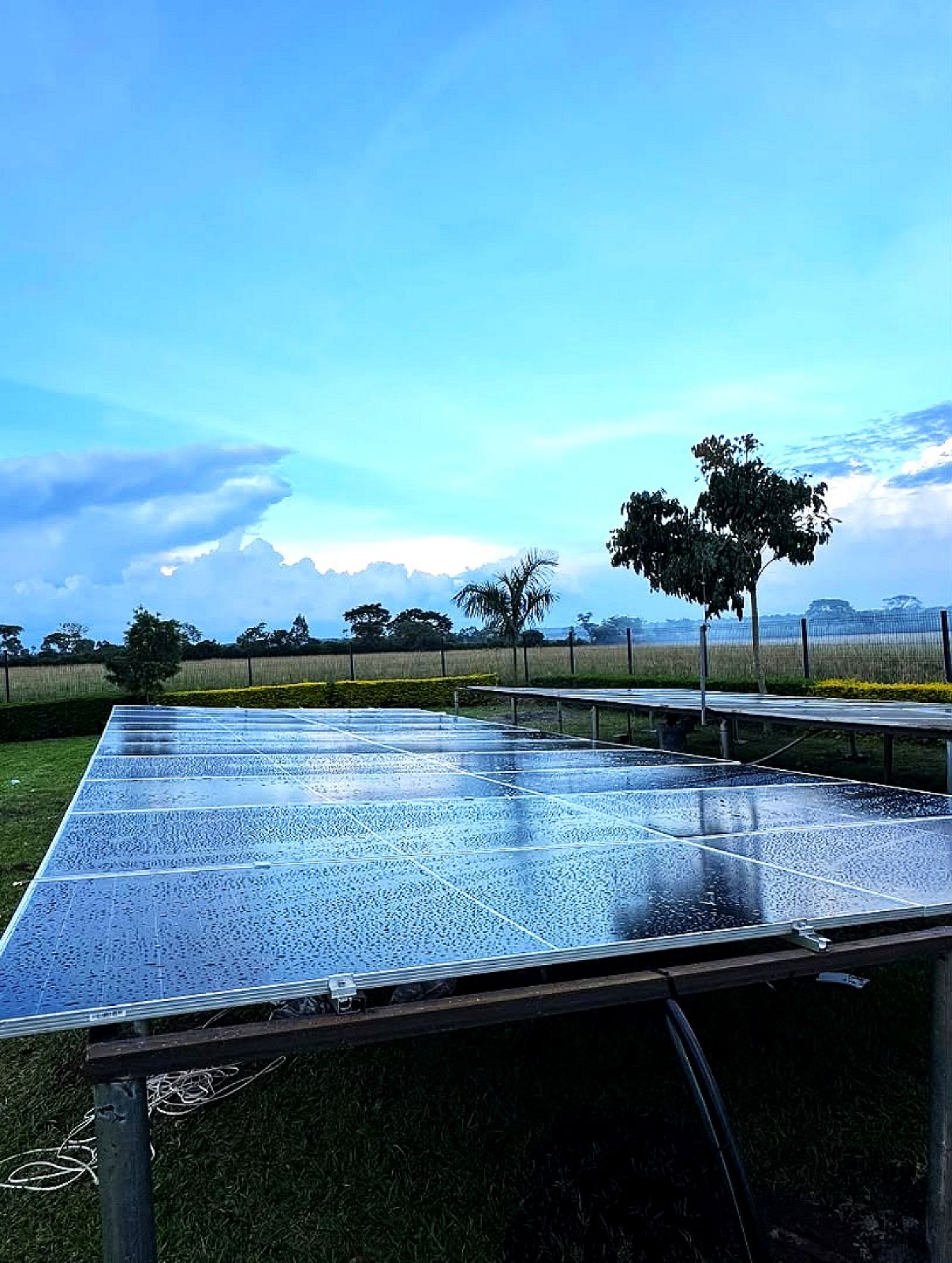 A ground-mounted solar array after rain under a clear blue sky